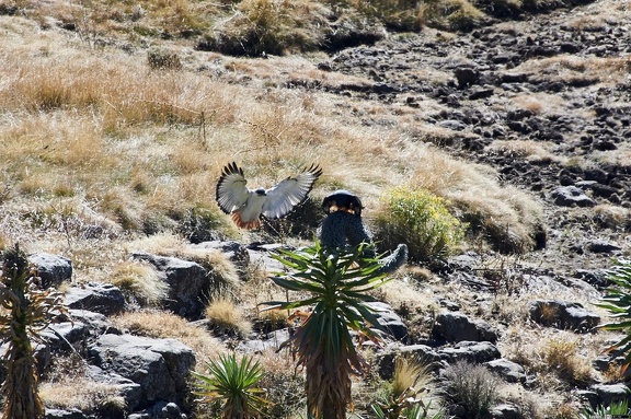 dsc 0686 38773841464 o