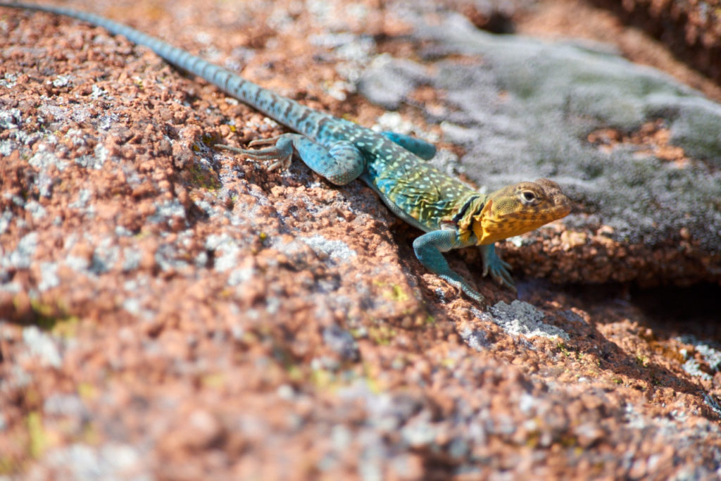 Collared Lizard Ted Matherly