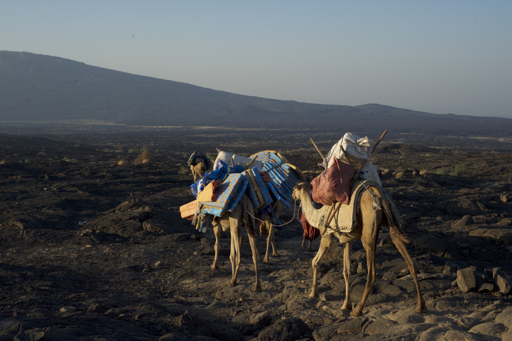 camels-ted-matherly